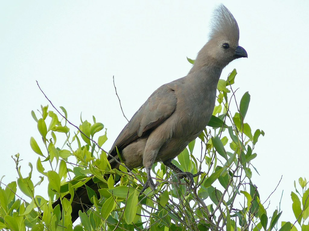 reproducao do turaco-unicolor