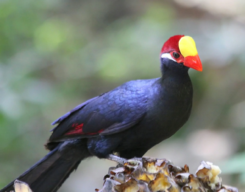 reproducao do turaco-violeta