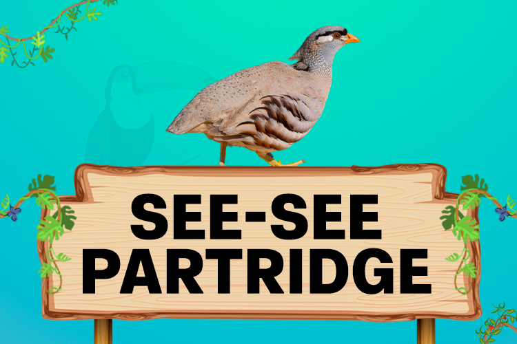 see-see partridge