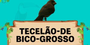 tecelao de bico grosso