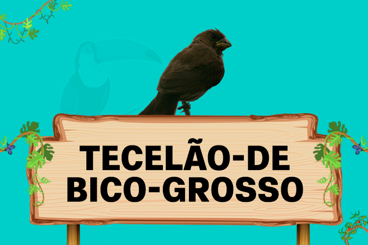 tecelao de bico grosso