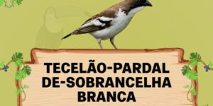 tecelao pardal de sobrancelha branca