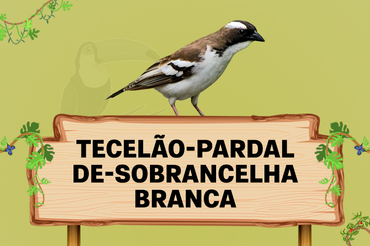 tecelao pardal de sobrancelha branca