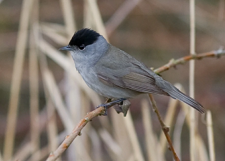 toutinegra-de-barrete-preta