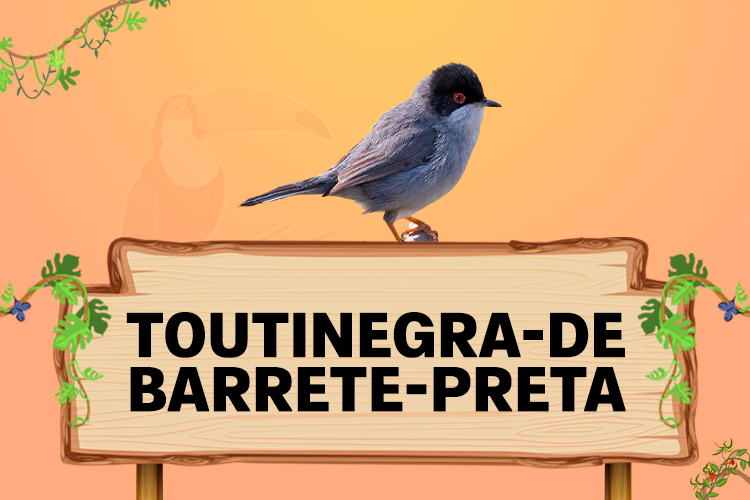 toutinegra de barrete preta