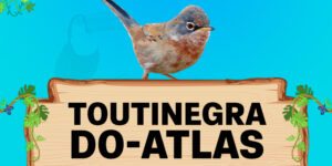 toutinegra do atlas