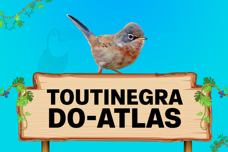 toutinegra do atlas