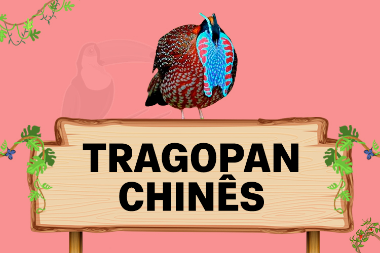 tragopan chines