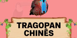 tragopan chines