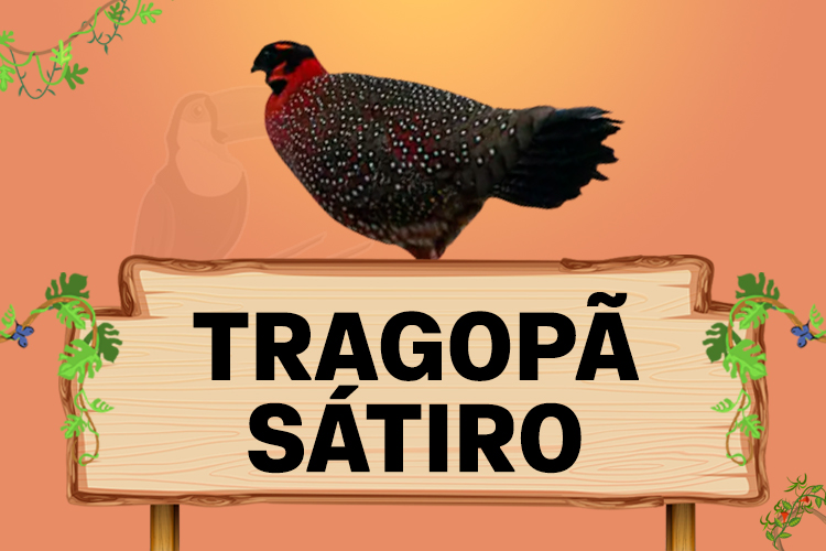 tragopã satiro