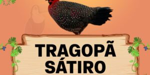 tragopã satiro