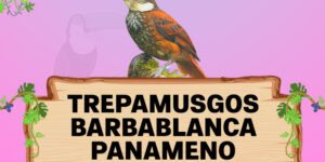 trepamusgos barbablanca panameno