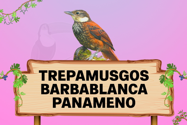 trepamusgos barbablanca panameno