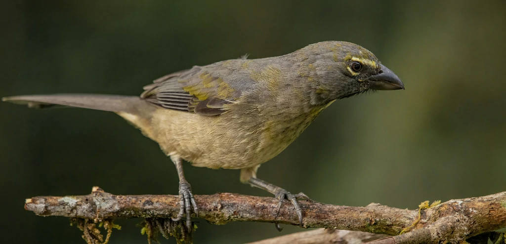 trinca ferro pantaneiro