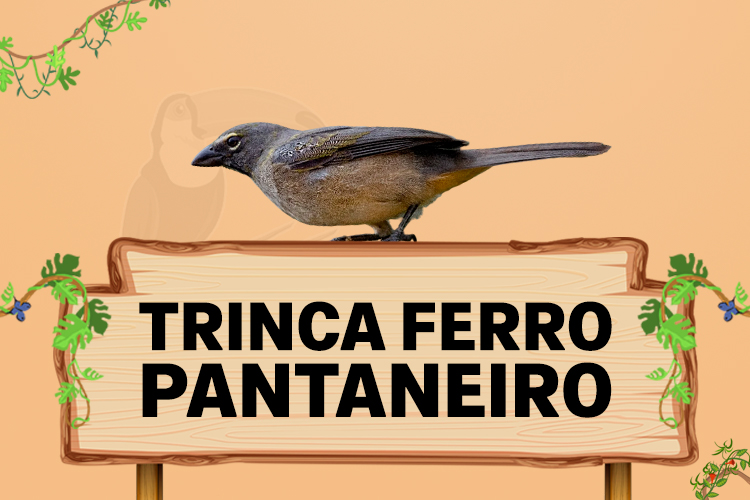 trinca ferro pantaneiro