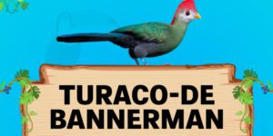 turaco de bannerman