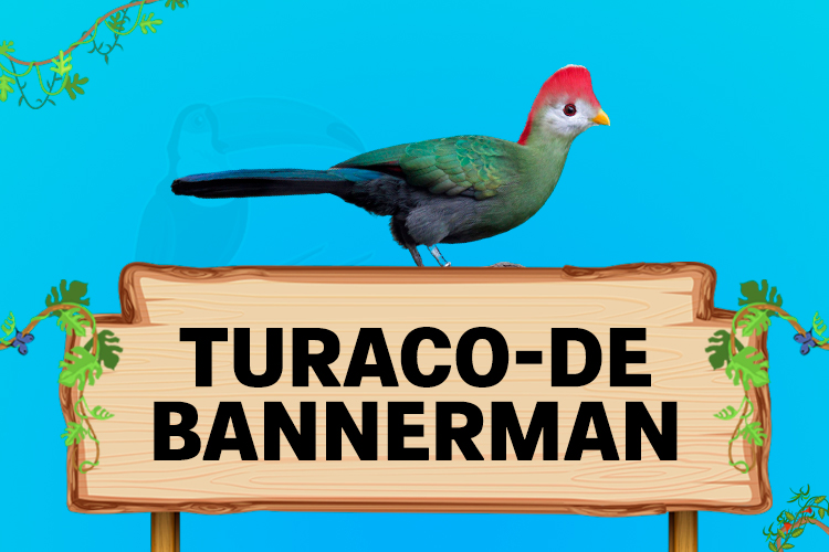 turaco de bannerman