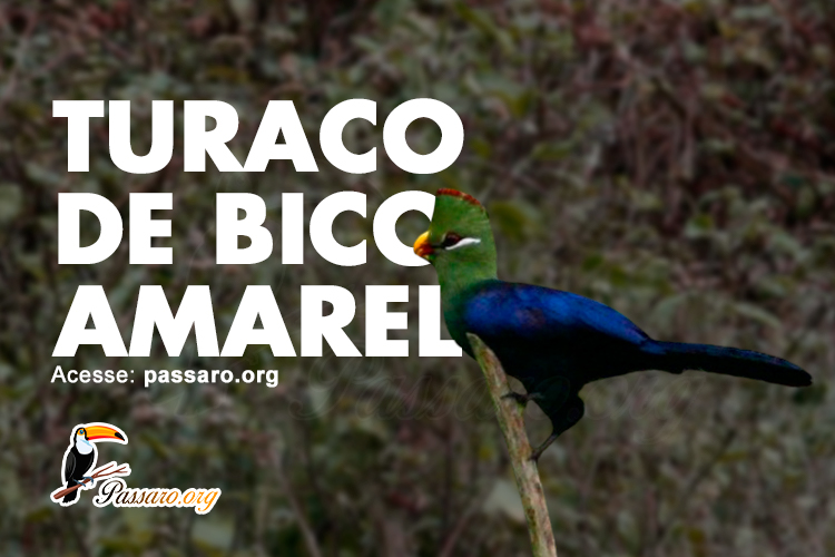 turaco de bico amarelo