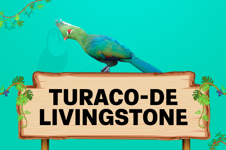 turaco de livingstone