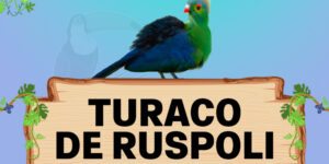 turaco de ruspoli