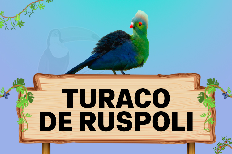 turaco de ruspoli