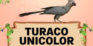 turaco unicolor