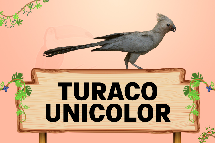 turaco unicolor