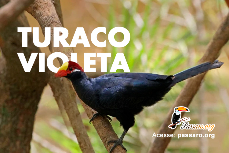 turaco violeta