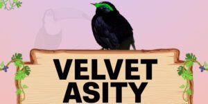 velvet asity