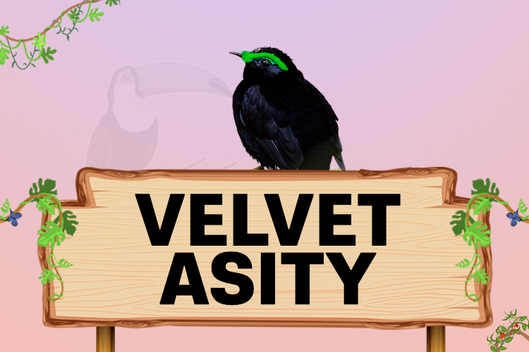 velvet asity