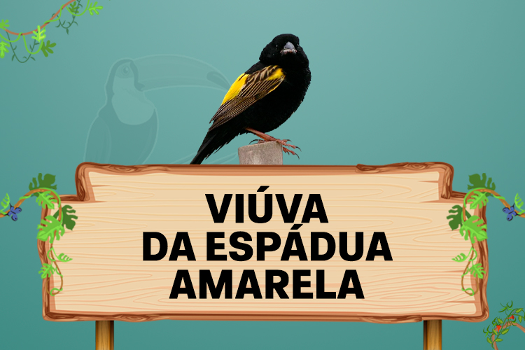 viuva da espadua amarela