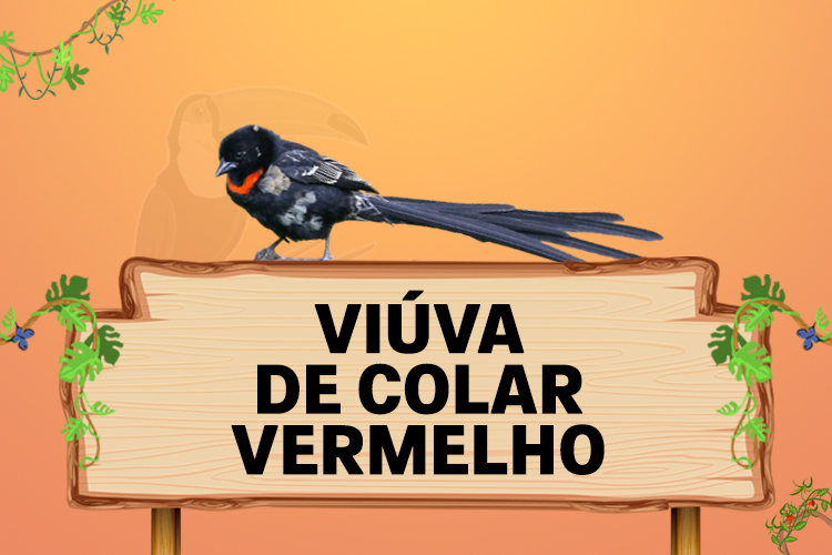 viuva de colar vermelho