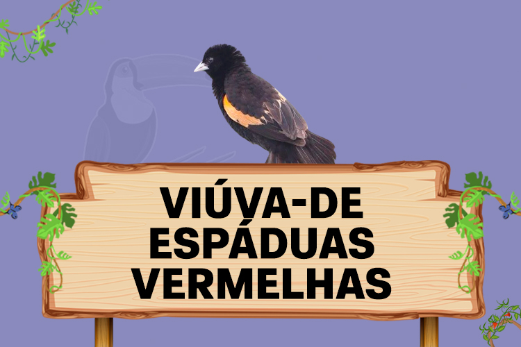 viuva de espaduas vermelhas