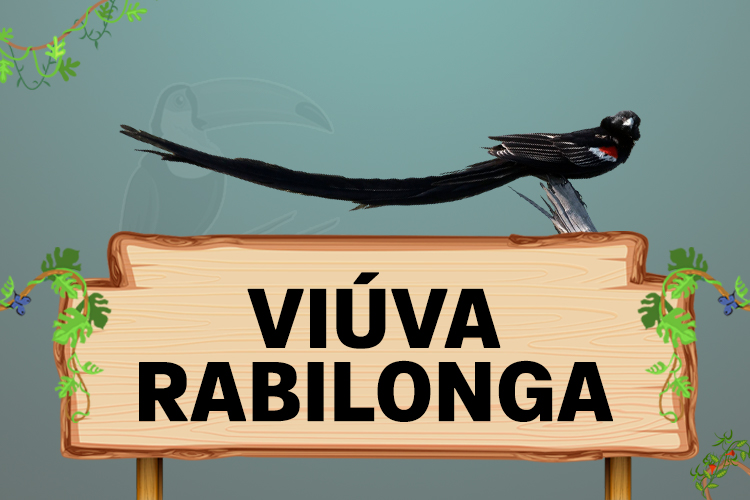 viuva rabilonga