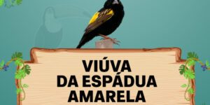 viuva da espadua amarela