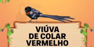 viuva de colar vermelho