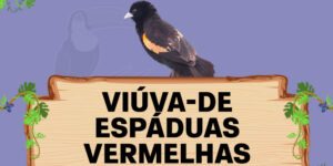 viuva de espaduas vermelhas