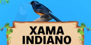 xama indiano