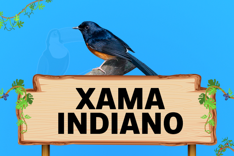 xama indiano