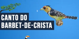 Canto do Barbet-de-crista