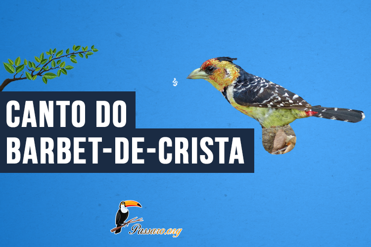 Canto do Barbet-de-crista