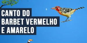 Canto do Barbet vermelho e amarelo