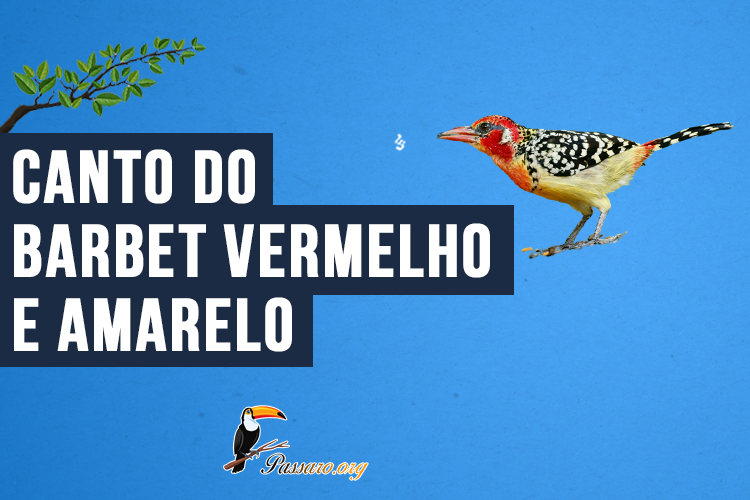 Canto do Barbet vermelho e amarelo