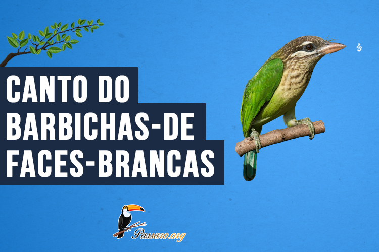 Canto do Barbichas-de-faces-brancas