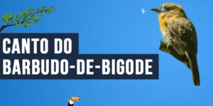 Canto do Barbudo-de-bigode