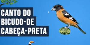 Canto do Bicudo-de-cabeça-preta