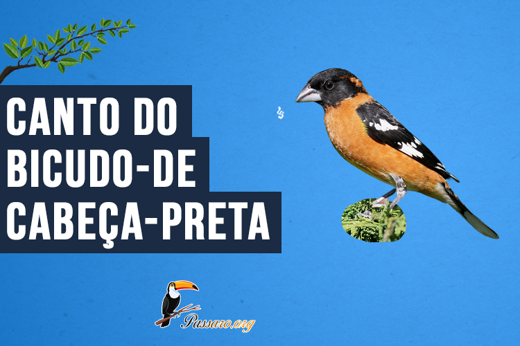 Canto do Bicudo-de-cabeça-preta