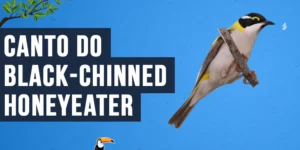 Canto do Black-chinned honeyeater