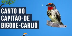 Canto do Capitão-de-bigode-carijó