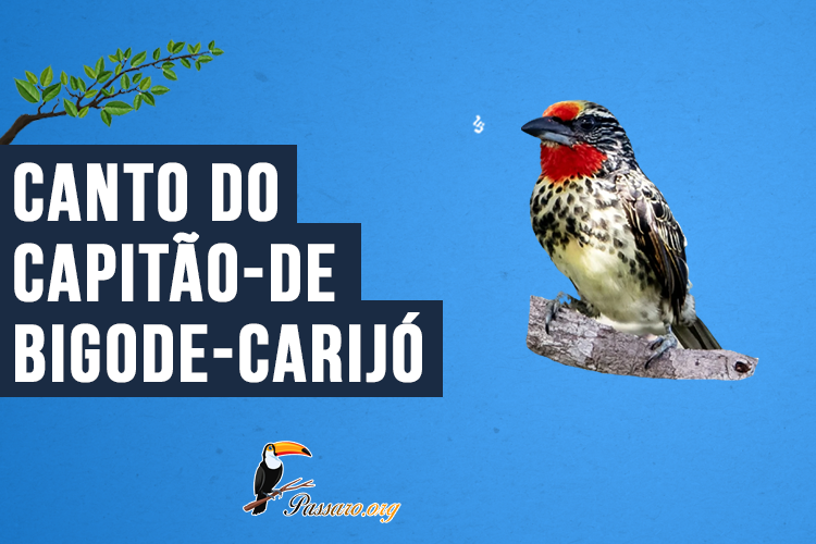 Canto do Capitão-de-bigode-carijó